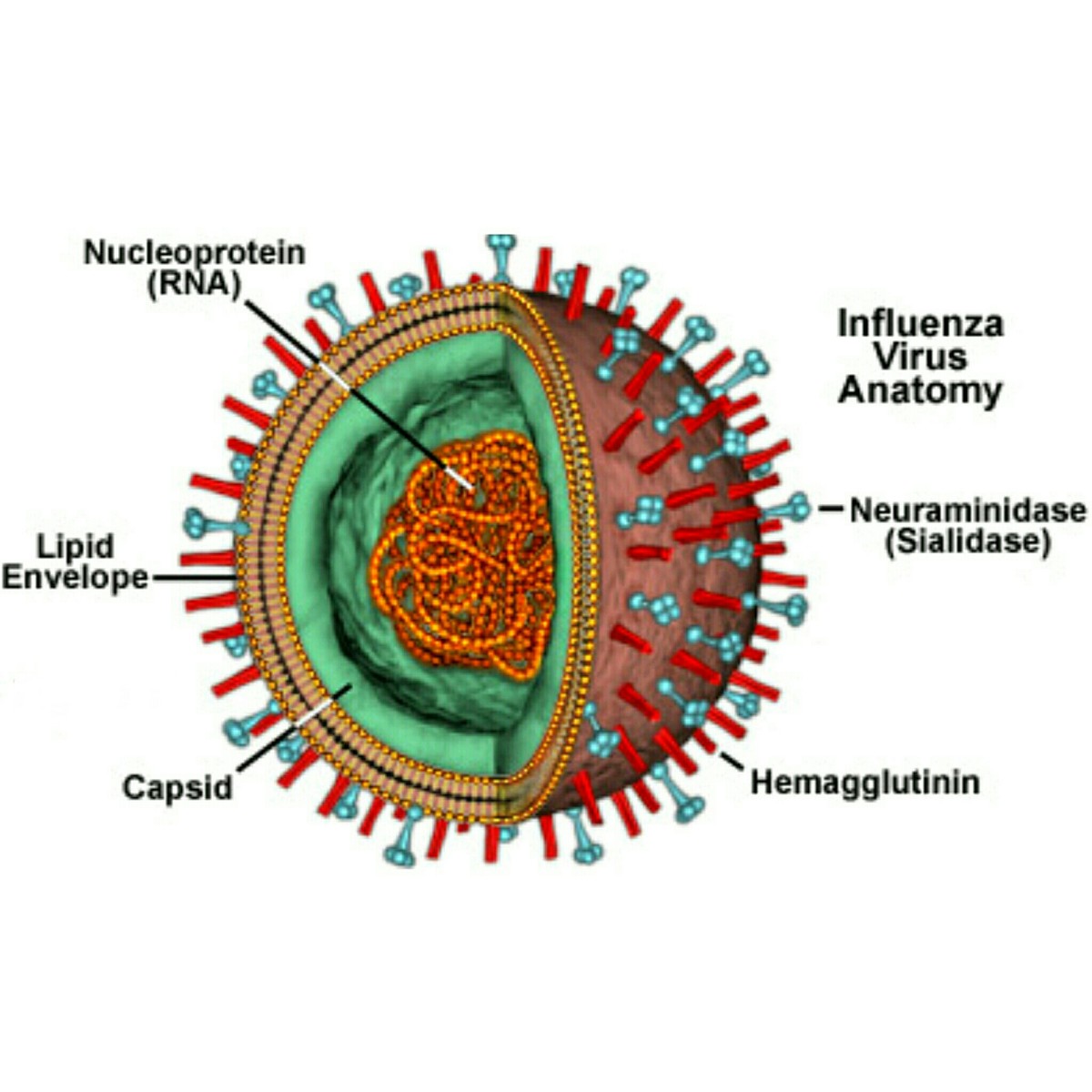Вирус ковид группа патогенности. Строение вируса гриппа. Морфология вируса гриппа. Вирус influenza. Схематическая структура вируса гриппа.