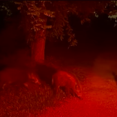 PRIMO PIANO Cinghiali, no alla caccia urbana PRIMO PIANO Cinghiali, no alla caccia urbana