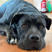 Maltrattata, lasciata su un balcone e usata per la riproduzione: la Polizia salva mamma cane ma il compagno, senza cibo e acqua non ce la fa