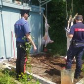 Animali macellati in modo clandestino tra le sofferenze per la festa islamica del sacrificio a Caselle