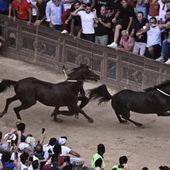 Palio di Siena: e se la smettessimo con certe tradizioni?