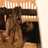 Andamento lento, al bioparco Zoom di Cumiana (TO) arrivano i bradipi [video]