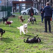 Corso Galileo Ferraris, nuova area cani realizzata in collaborazione con Arcaplanet