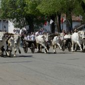 Corsa dei buoi di Caresana, la LEAL denuncia i maltrattamenti
