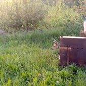 Torna in libertà il capriolo recuperato in un giardino a Pino Torinese