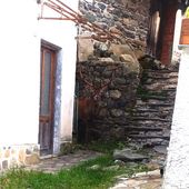 Un cervo maschio adulto ospite inatteso in una frazione di Ala di Stura