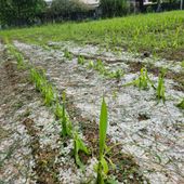 Grandinate, colpiti soprattutto il pinerolese e l'eporediese