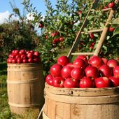 Coldiretti: i dazi di Trump preoccupano anche gli agricoltori torinesi