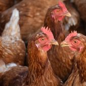 No all'allevamento intensivo di galline alle porte di Arborio