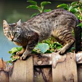 Benessere degli animali da compagnia, finanziati progetti in 25 comuni del Piemonte