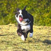 Ancora bocconi avvelenati in un'area cani. La Polizia municipale chiude i cancelli