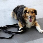 Adozioni di cani anziani e malati, il Comune sosterrà chi sceglie di accoglierli in casa salvandoli dal canile Adozioni di cani anziani e malati, il Comune sosterrà chi sceglie di accoglierli in casa salvandoli dal canile