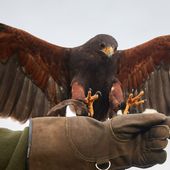 Corsi di falconeria per allontanare gli stormi e garantire la sicurezza degli aeroporti Corsi di falconeria per allontanare gli stormi e garantire la sicurezza degli aeroporti