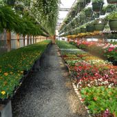 Boom di piante e fiori made in Italy all’estero, il comparto vale 1,3 miliardi di euro Boom di piante e fiori made in Italy all’estero, il comparto vale 1,3 miliardi di euro