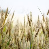 Sicurezza alimentare, per Coldiretti sbagliato il taglio del 20% ai fondi agricoli europei Sicurezza alimentare, per Coldiretti sbagliato il taglio del 20% ai fondi agricoli europei