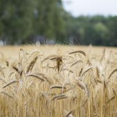 Grano, si chiude un'annata di buona produzione e di buona qualità Grano, si chiude un'annata di buona produzione e di buona qualità