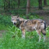 Lupi sempre più numerosi e più vicini ai centri abitati, gli allevatori chiedono interventi e risarcimenti