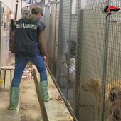 Scoperto a Chivasso allevamento abusivo con 100 cani tenuti in condizioni critiche, tre indagati