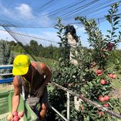 Al via la raccolta delle mele, in Piemonte +20 % con 225 mila tonnellate