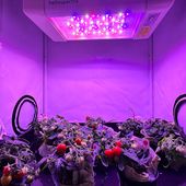 Nasce il  “San Marziano”, micro pomodoro per i viaggi su Luna e Marte: per gli astronauti cibo fresco senza bisogno di rifornirsi dalla Terra