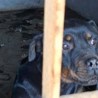 Cani e gatti tenuti nella sporcizia e al buio, denunciata la proprietaria