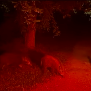 PRIMO PIANO Cinghiali, no alla caccia urbana