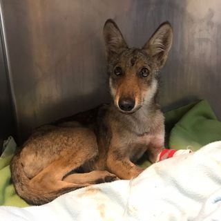 Cucciolo di lupo investito e svenuto torna in natura dopo le cure al CANC di Grugliasco