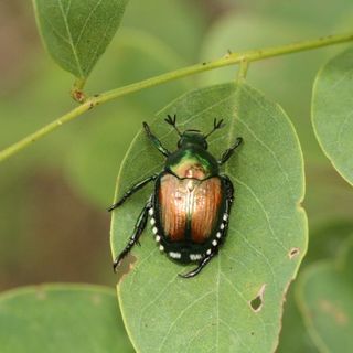 Già sei milioni di danni nel Torinese a causa del coleottero giapponese