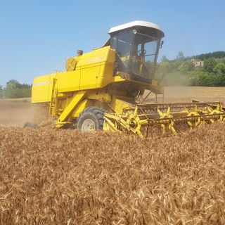 Il grano dal Canada trattato con il glifosato penalizza il cereale torinese