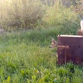 Torna in libertà il capriolo recuperato in un giardino a Pino Torinese