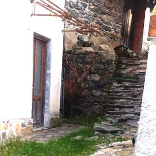 Un cervo maschio adulto ospite inatteso in una frazione di Ala di Stura