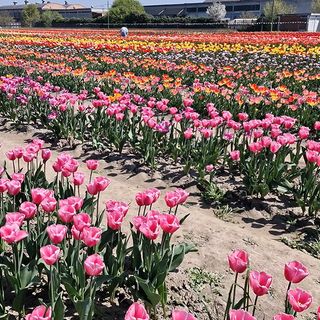 Maltempo e aumento dei costi delle materie prime minacciano vivai e floricoltori