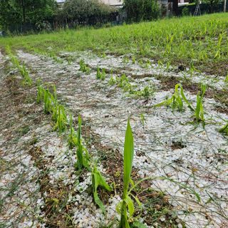 Grandinate, colpiti soprattutto il pinerolese e l'eporediese