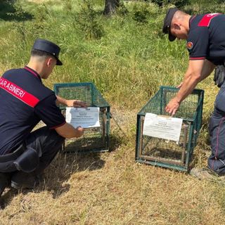 A caccia nonostante il periodo di divieto, i Carabinieri forestali sequestrano armi e gabbie
