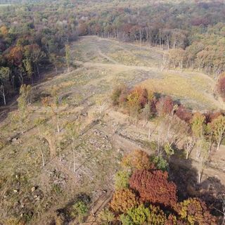 Taglio illecito e furto di legname, spariti sette ettari di quercia rossa in un'area protetta alle porte di Torino
