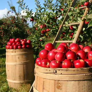 Coldiretti: i dazi di Trump preoccupano anche gli agricoltori torinesi