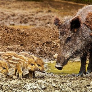 Cinghiali, i rappresentanti di Coldiretti non votano i bilanci di ATC e CA