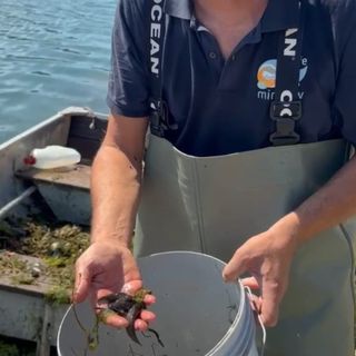 Operazione di pulizia dai rifiuti sul Po, recuperate anche specie invasive come i pesci siluro