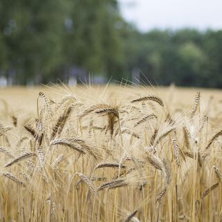Grano, si chiude un'annata di buona produzione e di buona qualità
