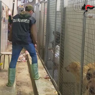 Scoperto a Chivasso allevamento abusivo con 100 cani tenuti in condizioni critiche, tre indagati