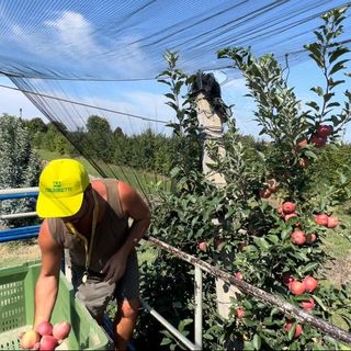 Al via la raccolta delle mele, in Piemonte +20 % con 225 mila tonnellate