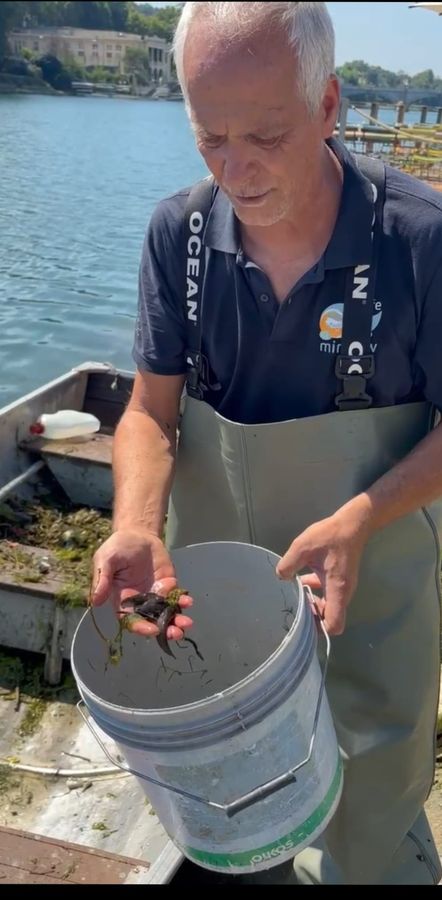 Operazione di pulizia dai rifiuti sul Po, recuperate anche specie invasive come i pesci siluro