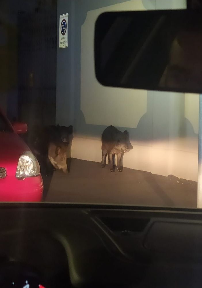 Torino, Polizia Municipale scorta famiglia di cinghiali in via Bologna