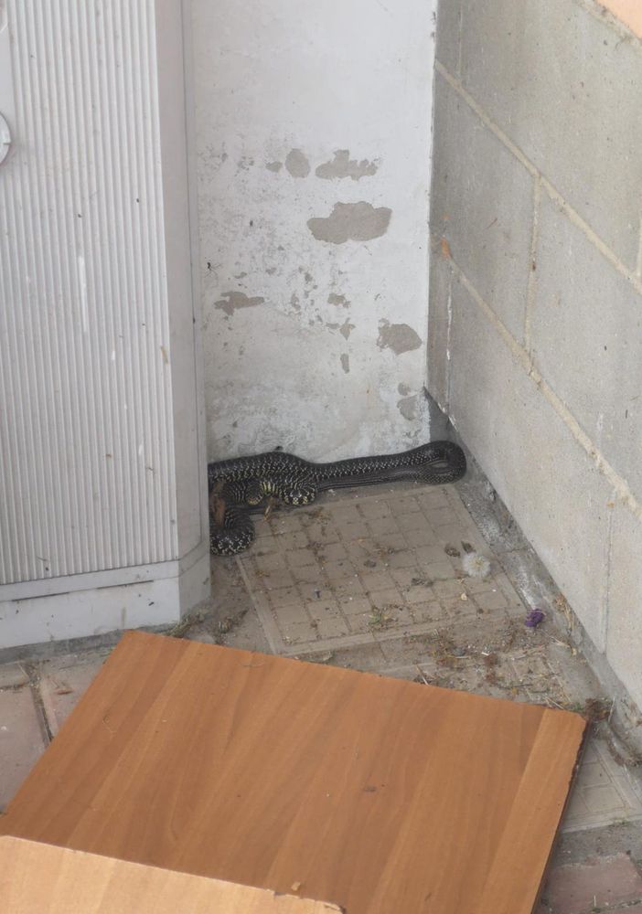 Serpenti e caprioli, ancora interventi per il Centro Animali Non Convenzionali di Grugliasco