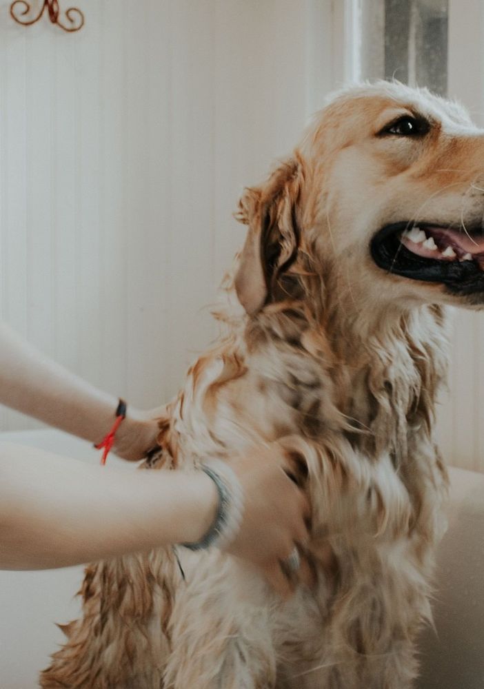 Il cane con la piega, la padrona no. Parrucchieri ed estetisti: fateci aprire