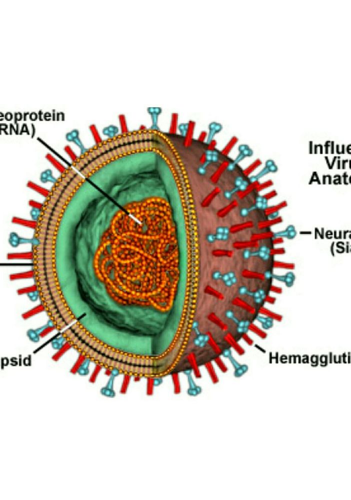 Ecco perché i Coronavirus sono distrutti da caldo e raggi UV del sole. Di Giuseppe Chiaradia*