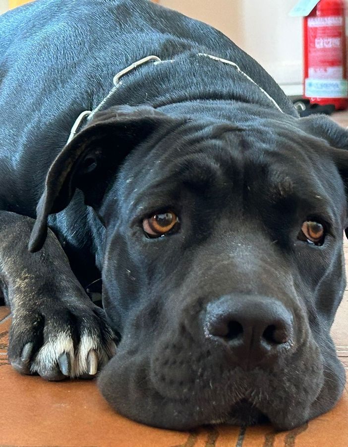 Maltrattata, lasciata su un balcone e usata per la riproduzione: la Polizia salva mamma cane ma il compagno, senza cibo e acqua non ce la fa