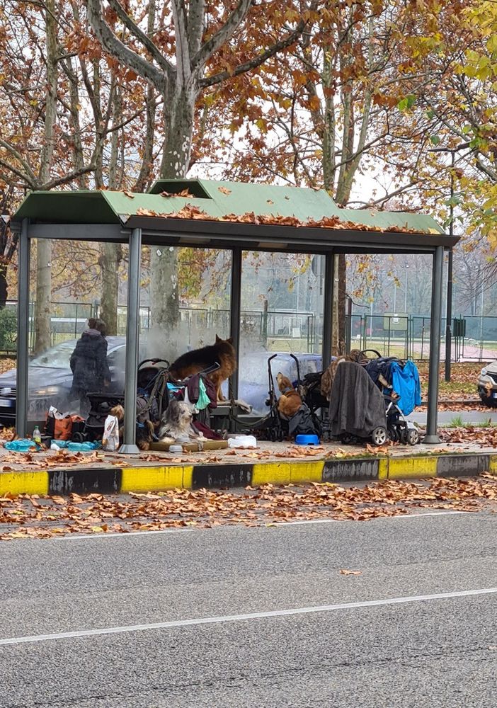 Clochard viveva con cinque cani alla fermata del tram. I “civich” la convincono ad andare in una struttura comunale