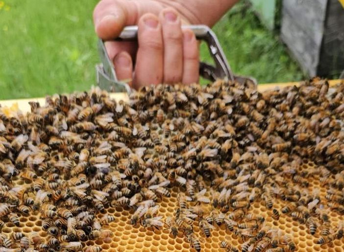 Giornata mondiale delle api ma c'è l'invasione di miele dall’estero (spesso di bassa qualità)