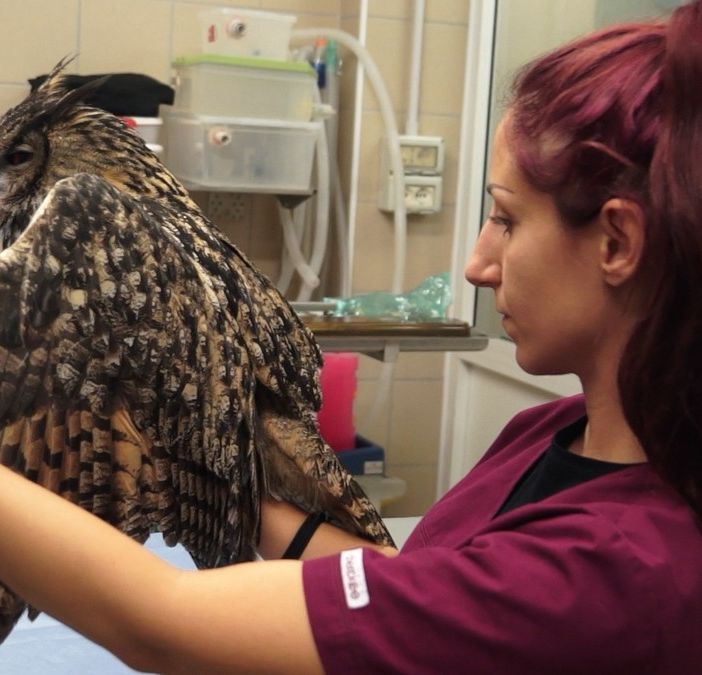 Un gufo reale salvato dopo un impatto con un veicolo sulla Torino-Bardonecchia. Ecco a chi rivolgersi quando si trovano animali in difficoltà